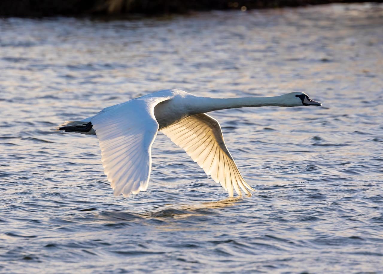 Pan-Orthodox Concern for Animals Swan flying above water